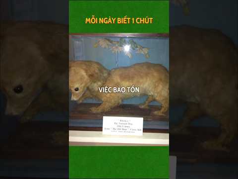 LOÀI CHÓ SỐNG NHƯ"ĐỊA NGỤC"🤧#viralvideo #facts #shorts