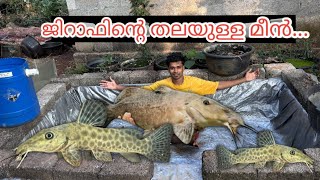 ജിറാഫിന്റെ തലയുള്ള ഭീകര മീനെ വാങ്ങി... 😱 | giraffe nose cat fish | monster fishes for sale | monster