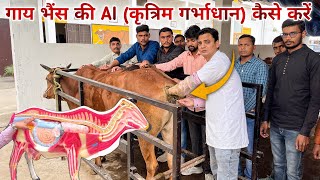 गाय भैंस में कृत्रिम गर्भाधान (AI) कैसे करें ? Artificial Insemination Training