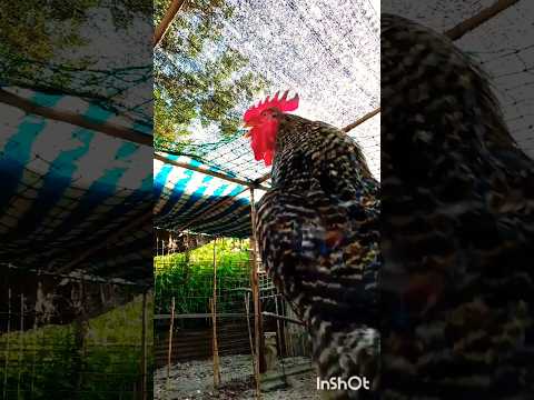 #feedshorts #gallos Gallo cantando #chicken #rooster