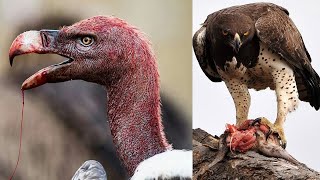 7 Uccelli Che Competono Per Avere il Becco Più Raro Del Mondo🦅🦜