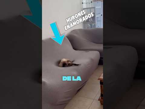 Este hurón se separó de su esposa 🥹❤️ #shorts