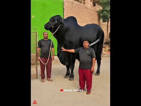 4 Qurbani in islam | Arsal Speaks #facts #qurbani