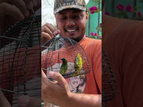 স্বাধীনতা | Releasing Wild Birds