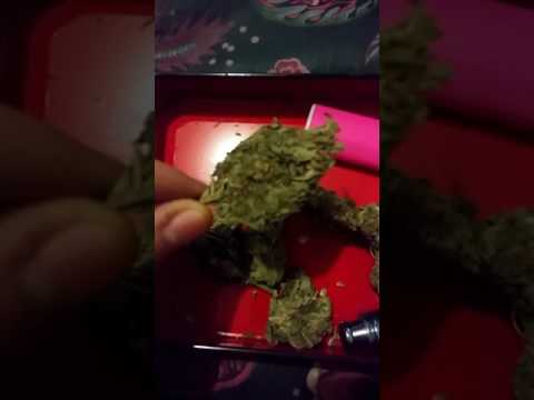 Pussy kush