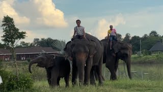 พี่ชายใหญ่กับหญิงเล็กเดินเล่นยามเย็น🐘🥰❤️