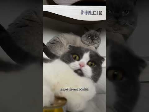 Ponçiği tanıyalım 😂🤍