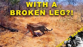 How Does She Do That With A Broken Leg? | Virtual Safari #285
