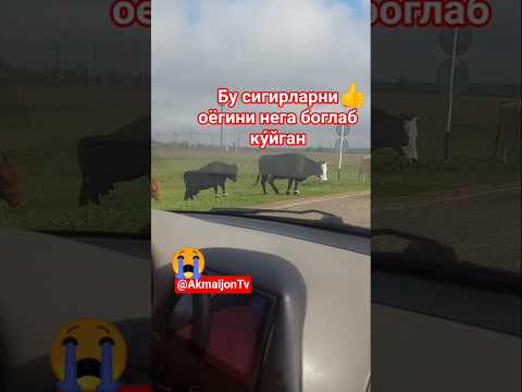 БУ СИГИРЛАРНИ ОЁГИНИ БОГЛАБ КУ́ЙГАН #sigirboqish #qorabayor #buqaboqish #bull #cow #qoyboqish