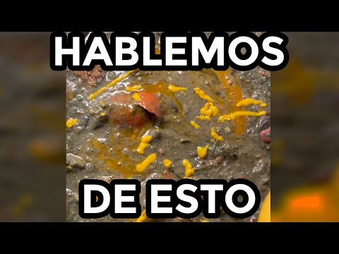 LA CAJA MORTAL