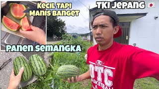 PANEN SEMANGKA KECIL MANIS BANGET ‼️Kebun Depan Rumah di Jepang 
