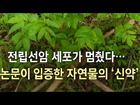 "치료가 안 듣는 전립선암, 이 잎이 억제했습니다"
