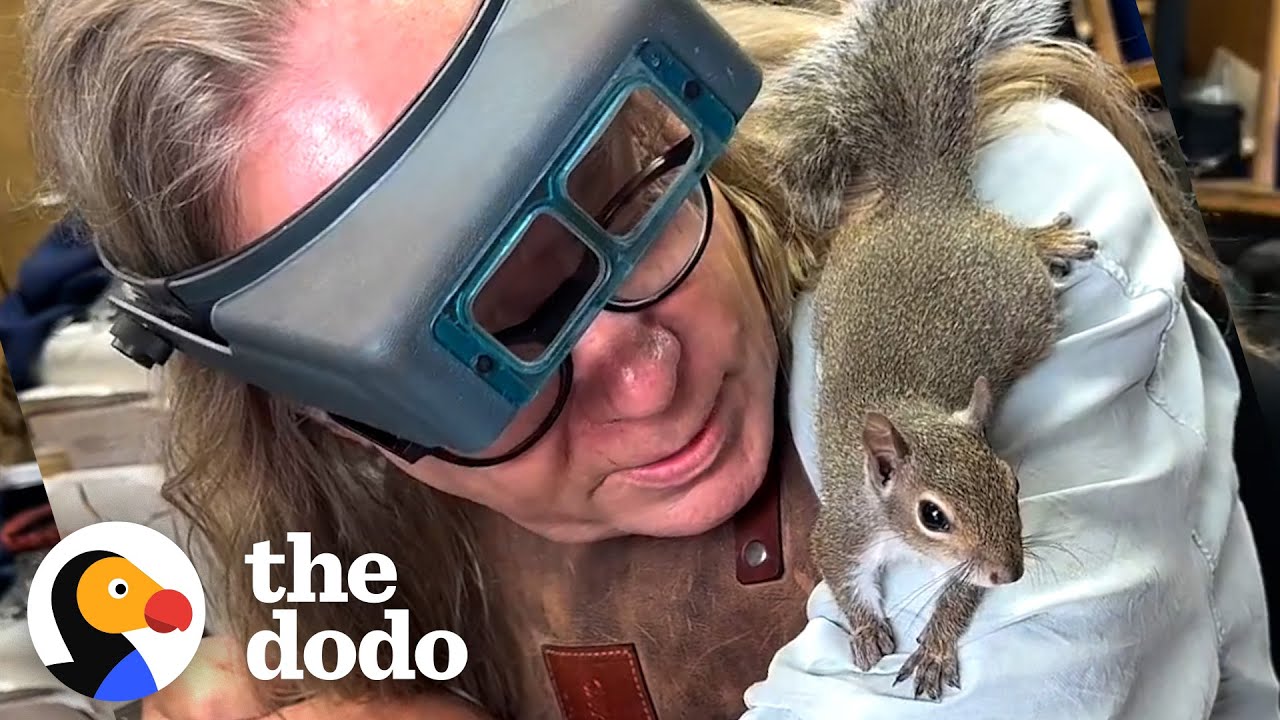 Orphaned Squirrel Goes To Work With His Human Dad