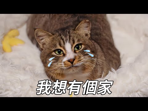 3隻高顏值浪貓因無人領養不得不放歸，記得來吃飯，都好好活著｜李喜猫