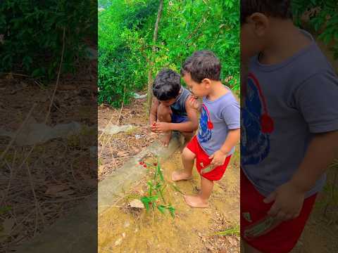 Ismael e João pegaram a acerola do Dino 😳#fyp #shortvideo #shorts #viralvideos