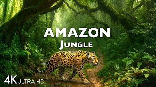 Animals of Amazon 4K - Animals That Call The Jungle Home | Amazon Rainforest |Scenic Relaxation Film