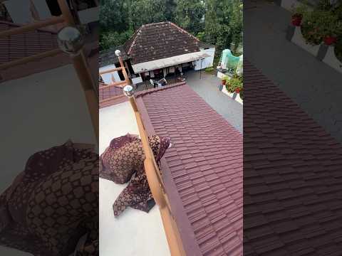 മിക്കിക് അമ്മേടെ സാരി മതി comedy video🤣#mickeydog#doglover#dogfunnyvideos#funnypet