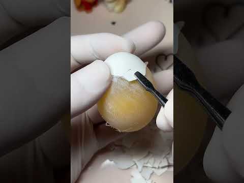 기네스북 도전 | 알"고리즘 레아 제이