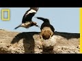 Acorn Woodpecker Behavior and Threats