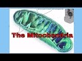 Understanding Mitochondria