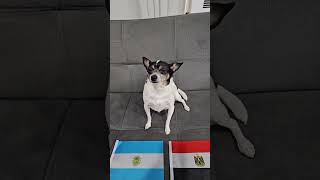 Argentina vs Egypt #worldcup #worldcup2026 #soccerpredictions #roundof16 #dog #argentina #egypt