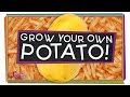 Potato Growth and Harvesting Concepts
