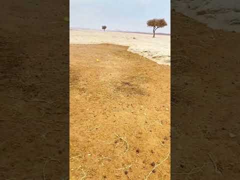 সাদা পাথরের বৃষ্টি।