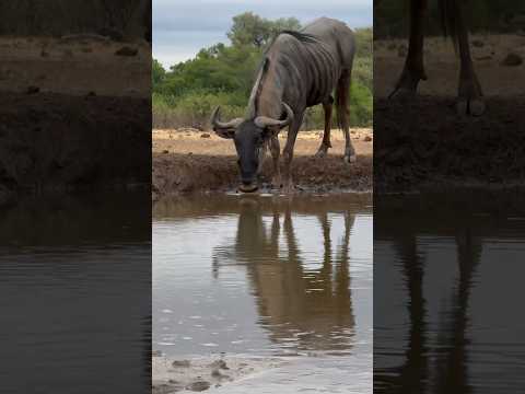 Wildebeest Enjoying African Waterhole