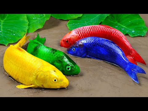 Stop Motion ASMR Relaxing - Catfish chasing Colorful Koi | Mukbang Mud Experiment Primitive Cooking
