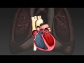 Understanding the Cardiac Cycle