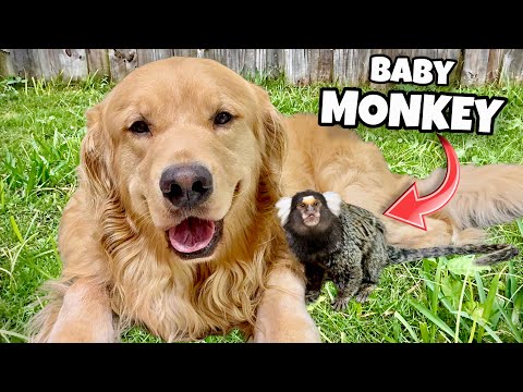 MY DOG IS BEST FRIENDS WITH A BABY MONKEY !!!