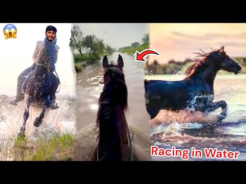 Get Nehar Mian racing done with the horse🐎😱