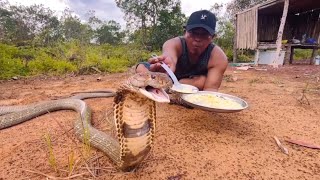 MENAKUTKAN TIBA-TIBA KING COBRA RAKSASA MENYERANG | ULAR | KING COBRA | MANDA PETUALANG 
