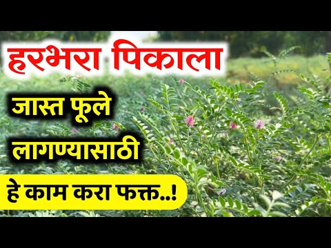 हरभरा पिकाला जास्त फुले लागण्यासाठी कोणती फवारणी करावी / Harbhara Favrani Niyojan