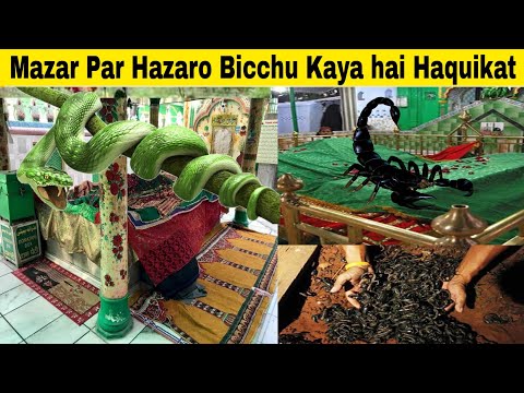 Bicchu Wale Baba ki Haquikat | A Mysterious Dargah in Uttar Pradesh at Amroha