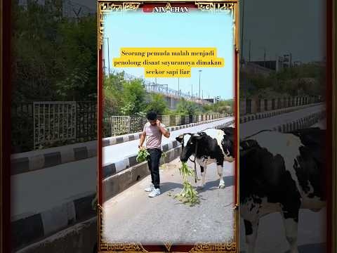 KEBAIKAN HATI PEMUDA KEPADA PULUHAN EKOR SAPI LIAR #kebaikan #baikhati #pemudabaik #sapi