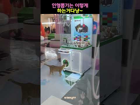 인형뽑기의 천재 냐옹이