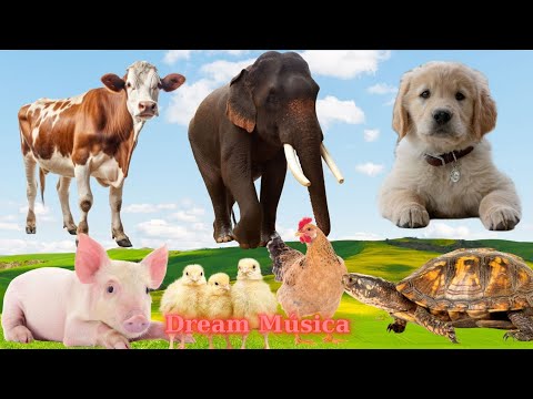 The Beautiful Life of Farm Animals: Pig, Cow, Elephant, Puppy, Chicken, Parrot - Animal Sounds