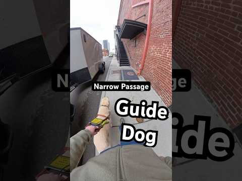 How My Guide Dog Gets Treats #guidedog #dog #dogs