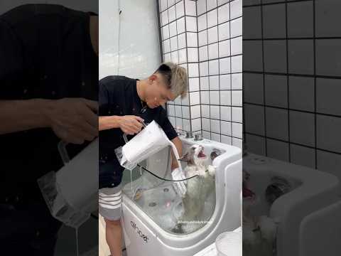 Wild Cat Grooming Quick Reflex Paw-ticures & Funny Antics #shorts #ytshorts #pets #usa #pedro
