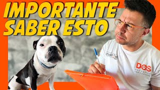 LO QUE DEBES SABER ANTES DE TENER PERRO (10 claves) Educación Canina 🐶