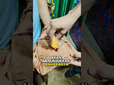 bahayanya jajan sembaranganโผ๏ธ๐ฑ