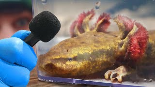 Can This Salamander Actually Bark?
