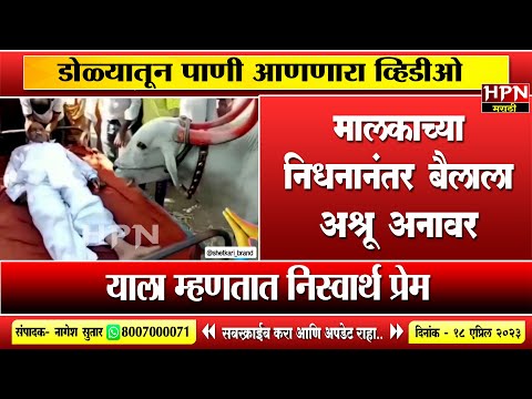 मालकाला अखेरचा निरोप देताना बैलाला अश्रू अनावर... पहा व्हिडिओ | HPN MARATHI NEWS