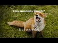 Do Animals Laugh?