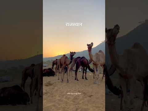 पुष्कर मेले में एक परिवार ने ऐसे बनाई चाय Rajasthan village life and food।। rural life video