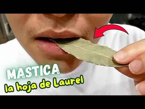 No males que se curan Masticando Hoja de Laurel