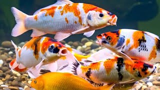 Mitos Memelihara Ikan Hias di Rumah Bawa Hoki