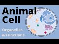 Exploring the Structure and Function of Animal Cell Organelles