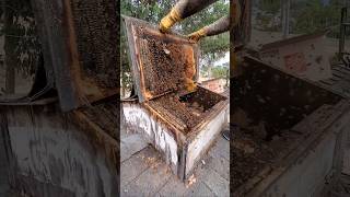 We found a GIANT beehive in a small barn! 🐝